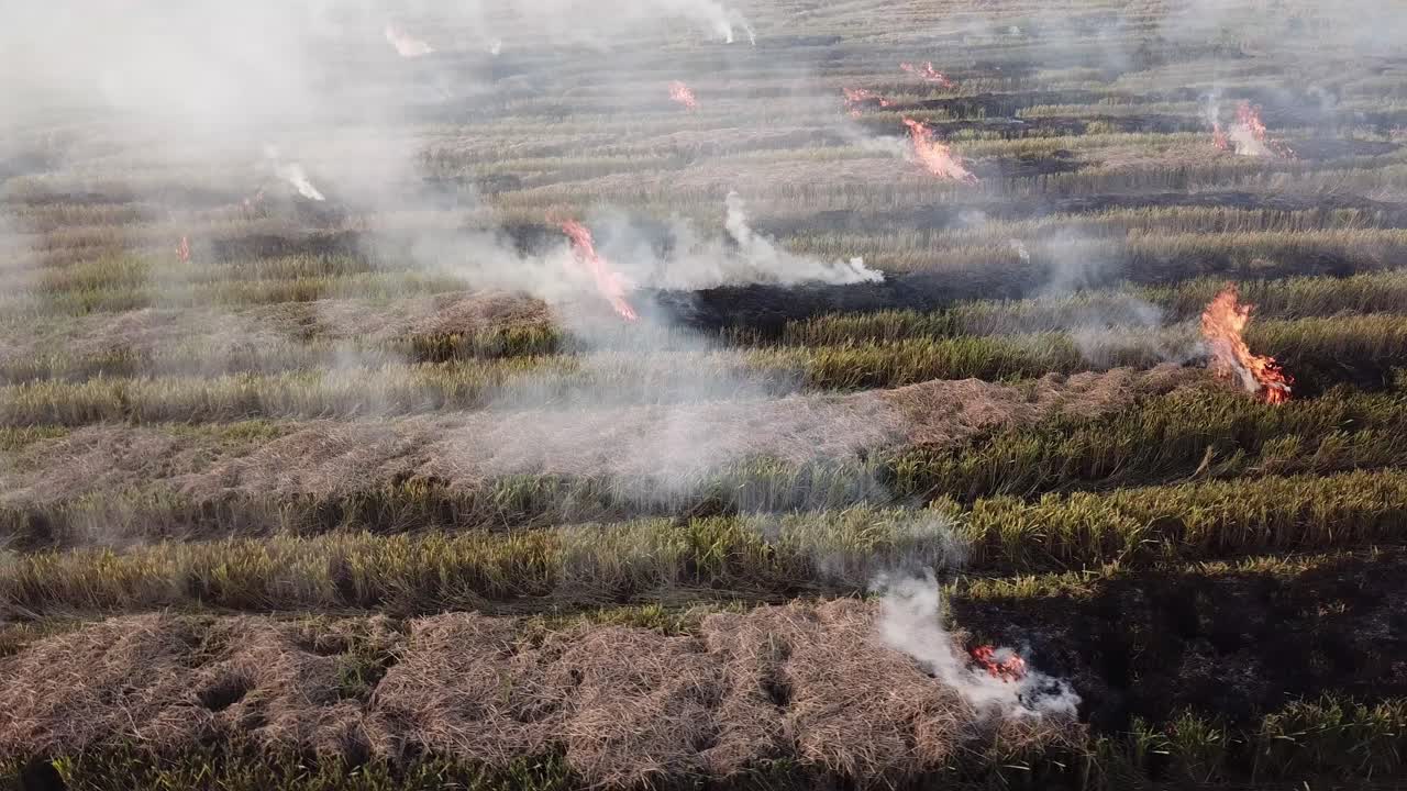 пожар на рисовом поле в малайзии, юго-восточная азия.