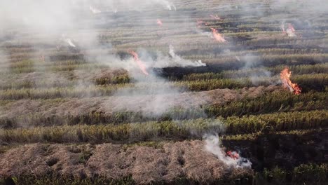 Aerial-view-fire-burn-in-paddy-field-at-Malaysia,-Southeast-Asia.