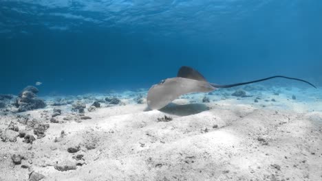 Una-Raya-Se-Aleja-Nadando-De-La-Cámara-Sobre-El-Suelo-Oceánico-Poco-Profundo,-Muerto-Y-Desolado,-Con-Corales-Blanqueados-Dispersos-En-Las-Maldivas