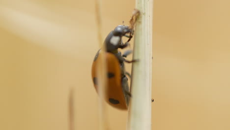 Close-up-shot-of-Seven-spot-ladybird-or-ladybug-in-midst-of-its-meal