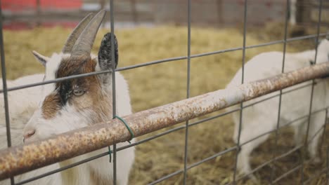 domestic goats peeping behind a wired fence - closeup shot