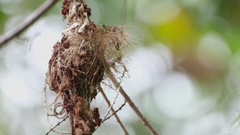 a nest hanging then the parent bird arrives to feed the eager nestlings then it flies away, olive-backed sunbird cinnyris jugularis, thailand