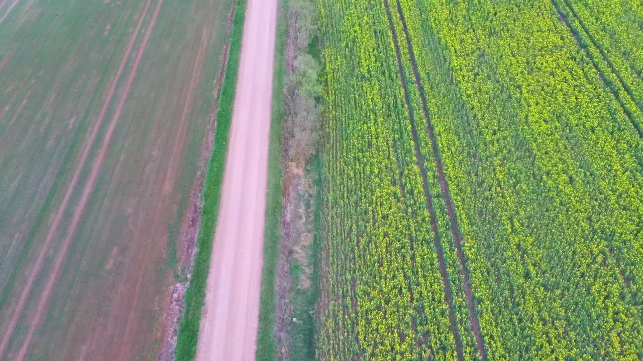 꽃이 만발한 카놀라 꽃과 시골길로 들판 위를 비행하다