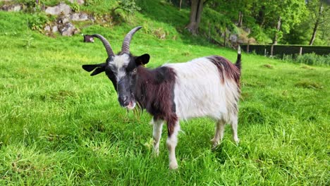 close-up of goat eating green grass and grazing in meadow