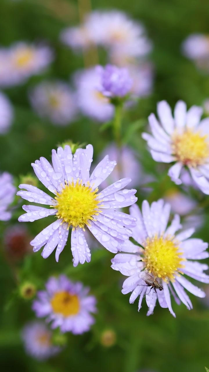 Close-up bunga aster Tatar di The Hermitage
