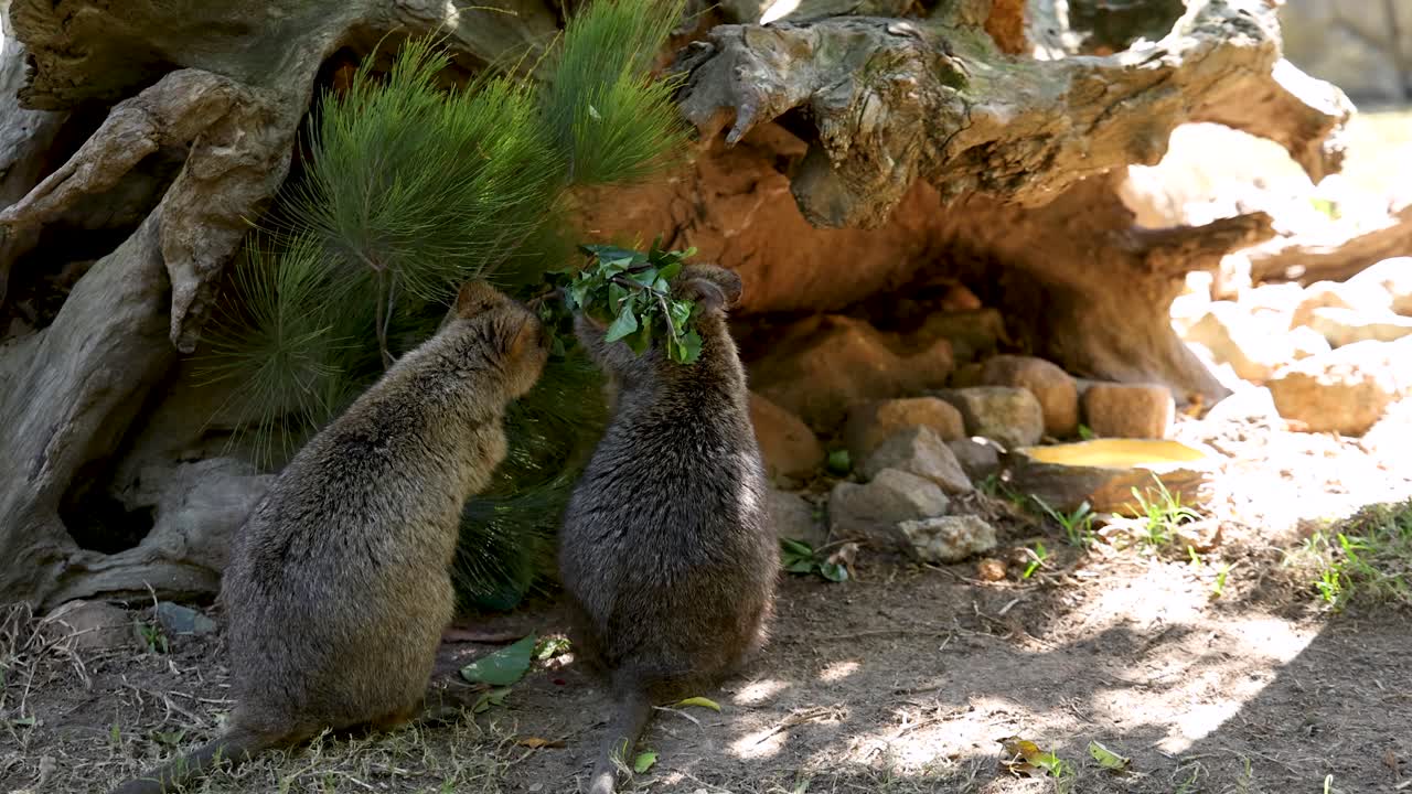 Kaksi quokkaa syövät vihreitä lehtiä yhdessä luonnollisessa auringonvalossa suuren ontton rungon vieressä.