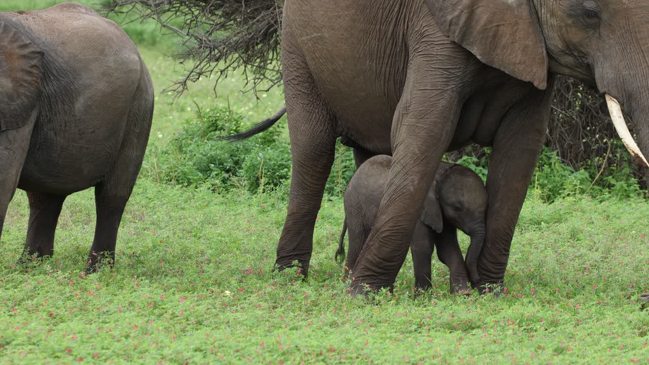 A tiny baby African elephant calf being silly while standing between its mother's front legs while she is feeding on the green grass, Mashatu Game Reserve