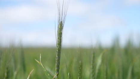 MS-of-a-wheat-plant-starting-from-the-base-of-a-sturdy-wheat-plant,-the-camera-gracefully-ascends,-revealing-the-lush-greenery-of-wheat-fields