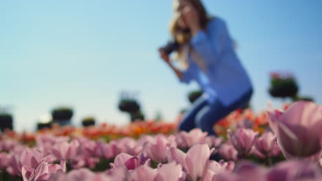closeup pink tulip bud and pretty girl taking photo in blooming flower park.