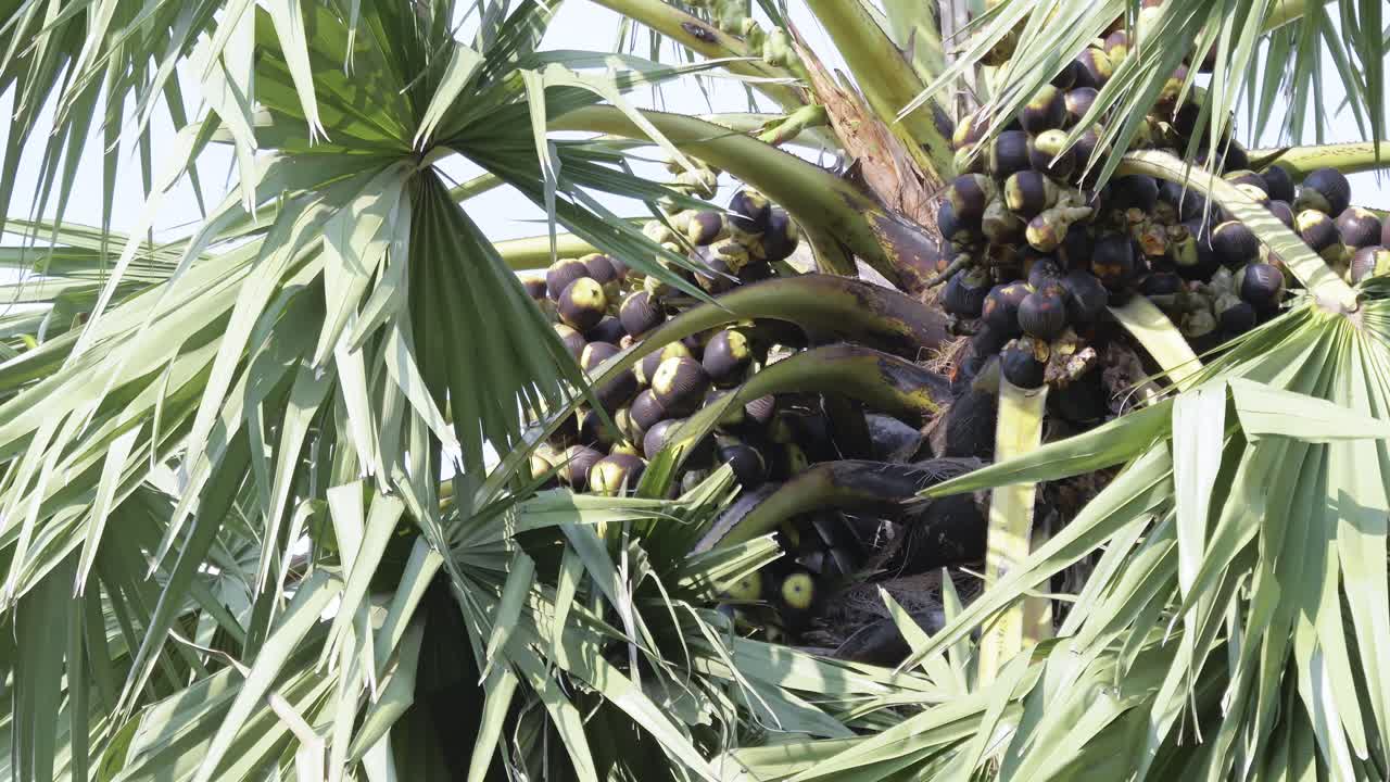 Explore the art of harvesting dates from lush palm trees in a vibrant desert setting.