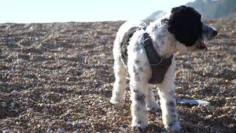 Zeitlupe-Eines-Entzückenden-Labradoodle-Hundes-An-Einem-Kiesstrand-Im-Vereinigten-Königreich,-Der-Nach-Oben-Schaut-Und-Sich-Rechts-Auf-Der-Rechten-Seite-Befindet