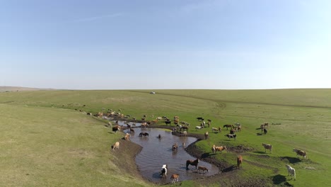 aerial view of cows and horses by lake