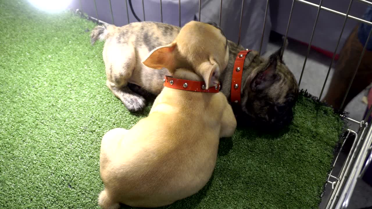 호랑이 패턴과 갈색 프랑스 불도그가 빛으로 바닥에서 잠을 자고 있습니다.