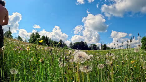 dandelions, flowers and vegetation