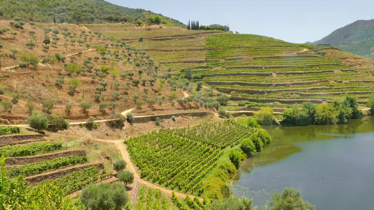 Beautiful Quinta do Tedo Douro valley wine yards next to the River on a beautiful sunny day