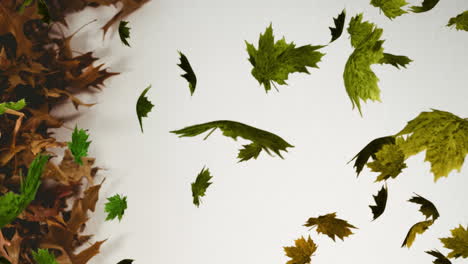 animation of multiple green leaves falling over white background