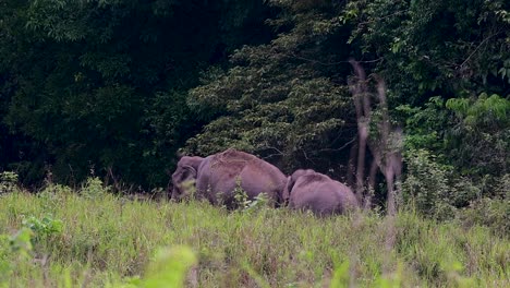 Die-Asiatischen-Elefanten-Sind-Vom-Aussterben-Bedroht-Und-Sie-Sind-Auch-In-Thailand-Beheimatet