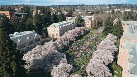 Toma-Aérea-De-Una-Gran-Multitud-En-Los-Cerezos-En-Flor-En-La-Universidad-De-Washington.