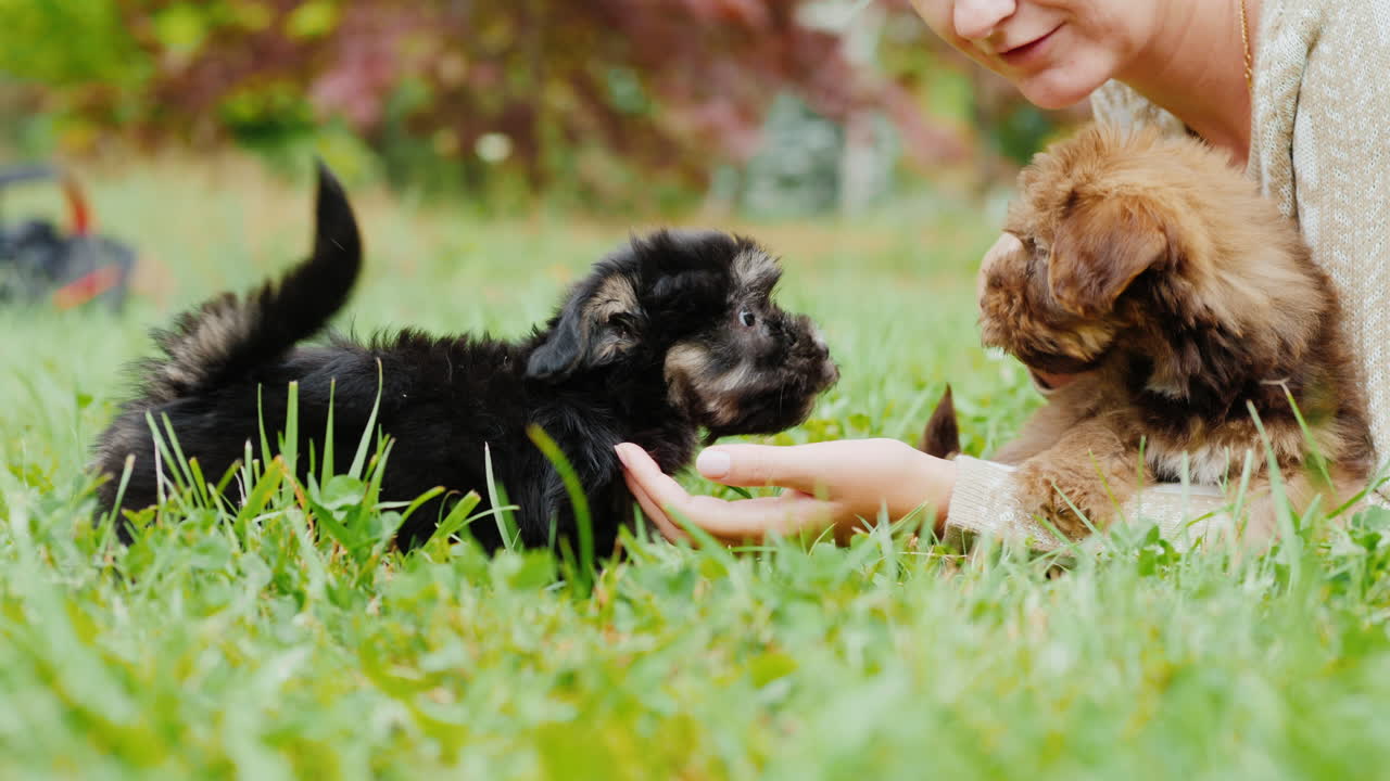뒤뜰에서 강아지를 쓰다듬는 여자