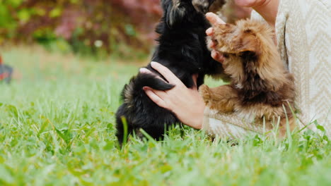 woman petting puppies in backyard