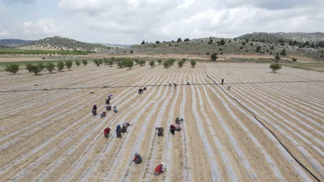 farmers harvesting in agricultural