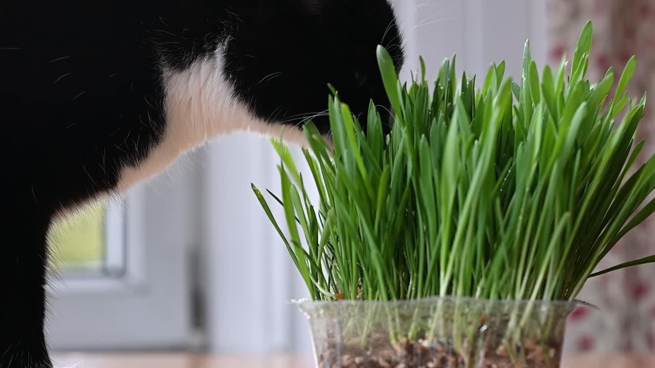 primer plano de un lindo gato blanco y negro comiendo hierba de gato en casa