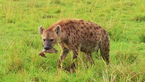 fotografía en cámara lenta de una hiena sola con su presa caminando por la hierba alta con comida de basura para comer, vida silvestre africana en la reserva nacional de maasai mara, kenia