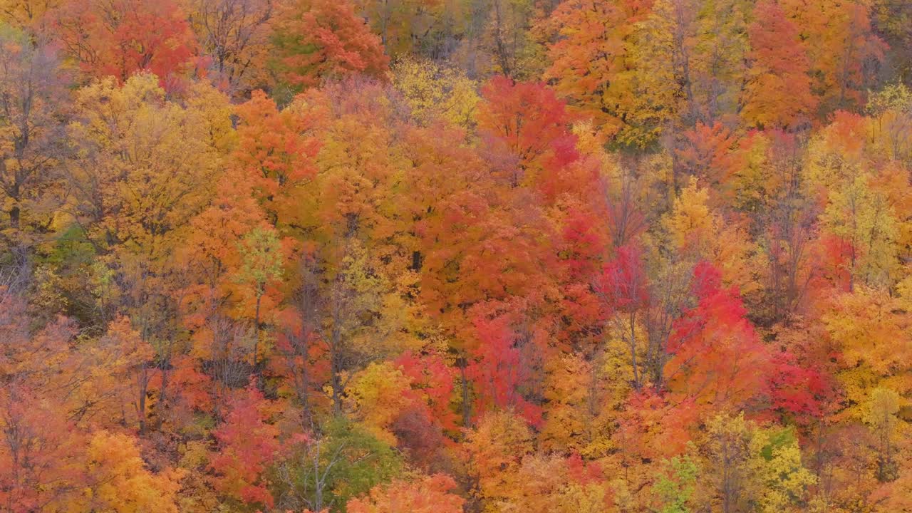 Värikäs syyslehdistö Caledonissa, Ontariossa, eloisan punaisilla, oransseilla ja keltaisilla lehdillä.