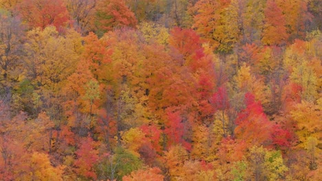 colorful autumn foliage in caledon, ontario, with vibrant red, orange, and yellow leaves