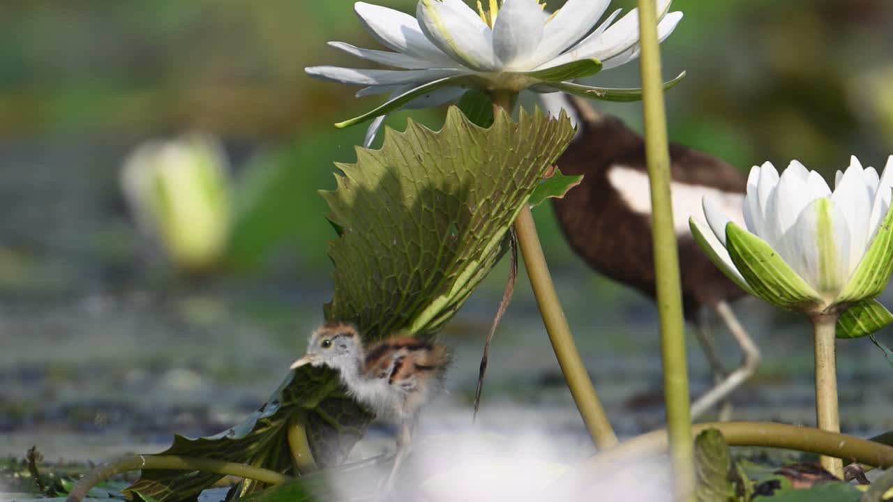 polluelos de jacana saliendo de su escondite y alimentándose con el macho de jacana