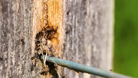 ants move along a wooden post with a wire, in natural lighting. close-up captures their activity and interaction