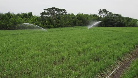 A-field-of-pineapple-plants-being-watered-with-an-automatic-hose-in-Cali,-Colombia