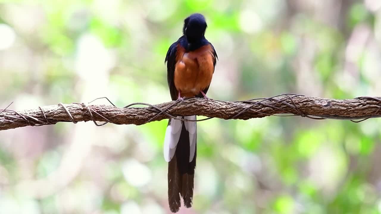 shama de rabadilla blanca encaramado en una vid con fondo bokeo del bosque, copsychus malabaricus, en cámara lenta