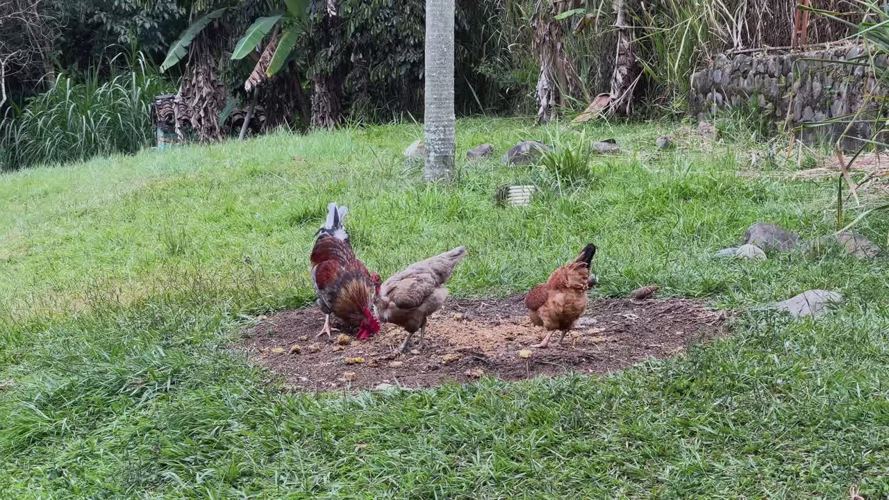Chicken eating food on the ground. Rooster and chickens