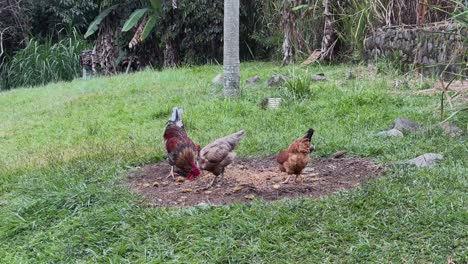 chicken eating food on the ground. rooster and chickens
