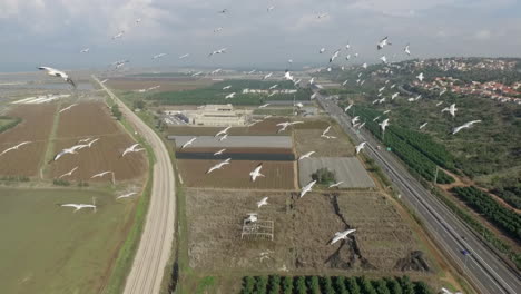 aerial view of birds over israeli landscape