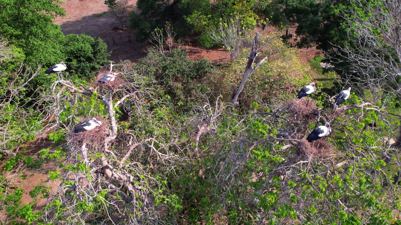 Storks nesting in trees