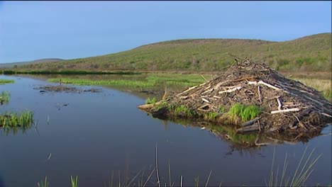 un castor nada en un río y construye represas en un río