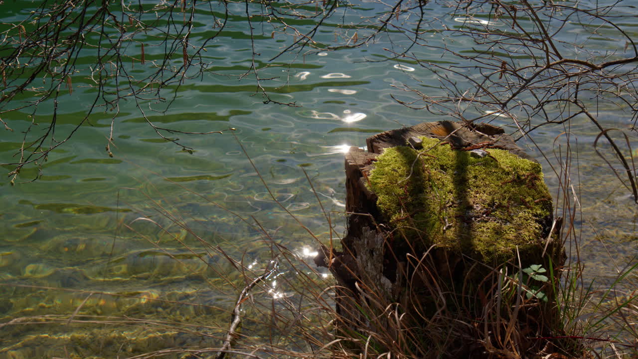 Mossy Tree Stump Over Glistening Water On Lakeside During Sunrise In Berchtesgaden, Germany. Close-up Shot