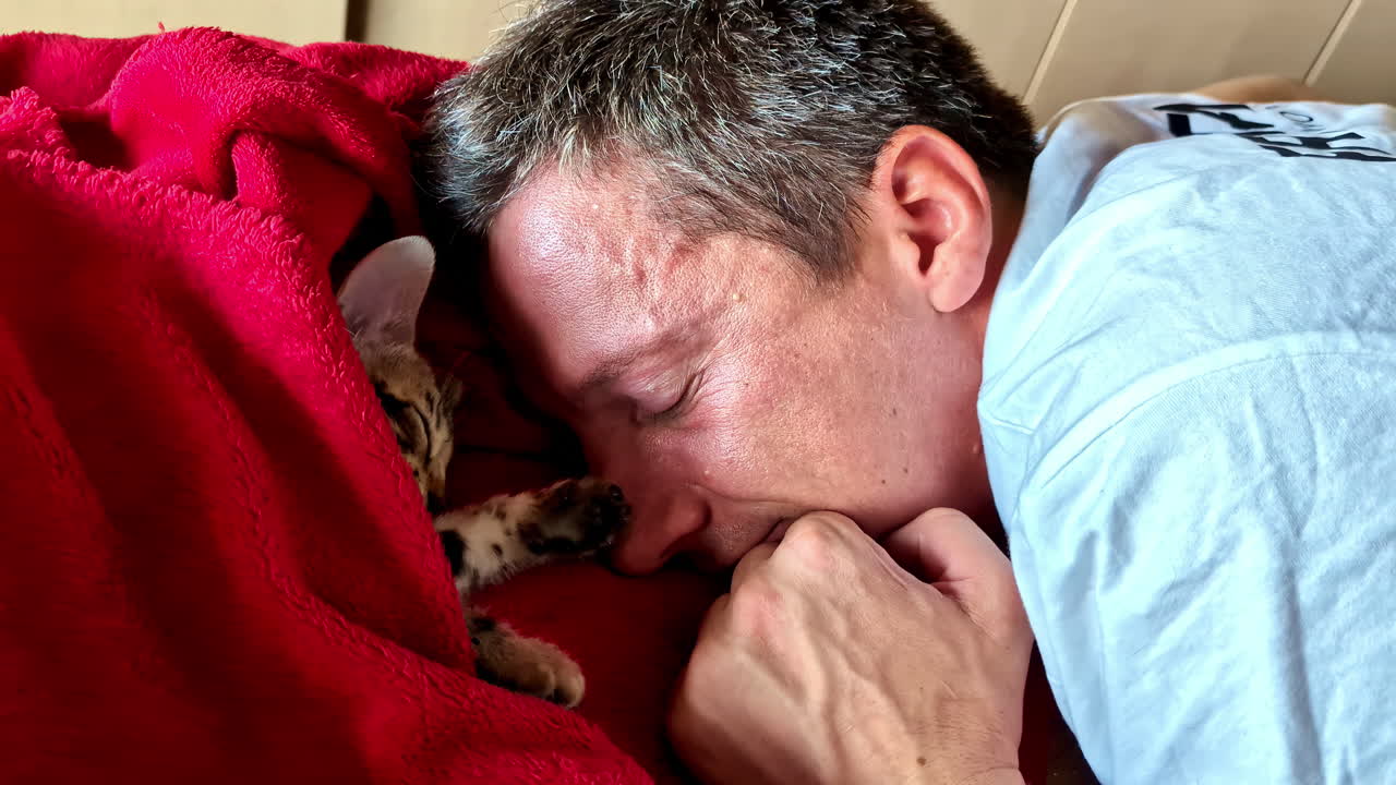 Closeup shot of a pet Bengal cat lying on red blanket with his owner.