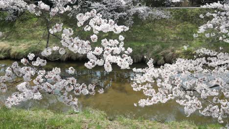 Landscape-view-of-the-sakura-flower-park-with-small-canal-in-spring-full-bloom-of-sakura-flower-season-in-daytime,-Fukushima-area--Hanami-Flower-Viewing-season-4K-UHD-video-movie