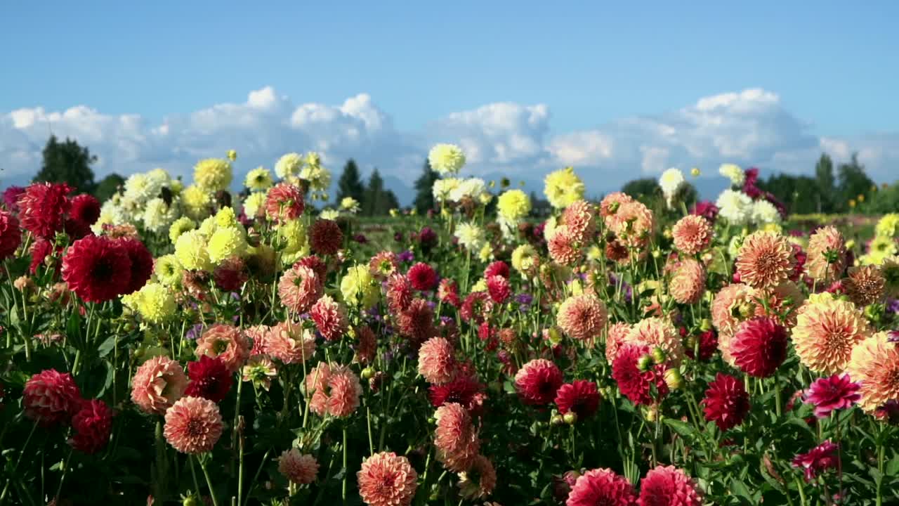 Colorful dahlia field in full bloom with mountains and clouds in the distance. Bright summer floral landscape with vibrant red and yellow flowers