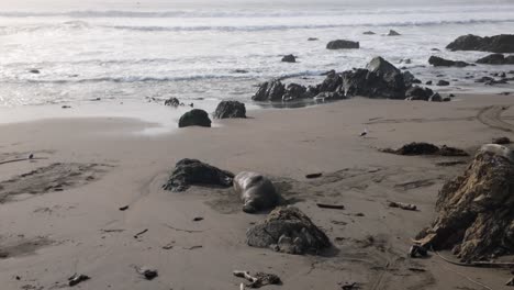 Gimbal wide booming down shot of a lounging bull elephant seal on the beach at Piedras Blancas Rookery on California's Central Coast. 4K
