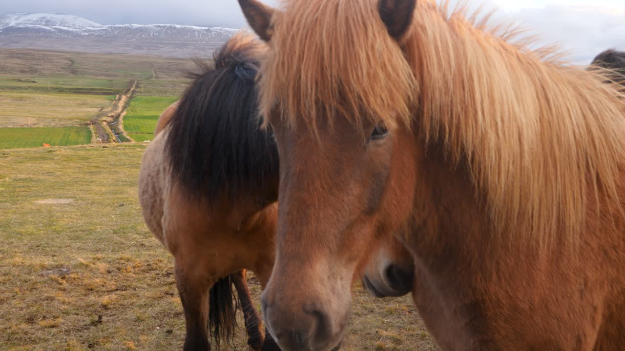 primer plano de dos caballos de islandia ponies iluminados por una puesta de sol en islandia