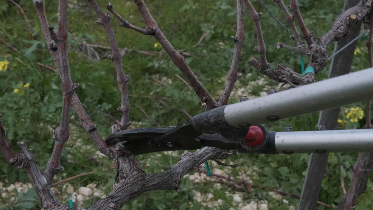 포도원의 포도나무를 다듬는 가지치기 가위 클로즈업