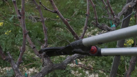 Close-up of pruning shears trimming the vines in a vineyard