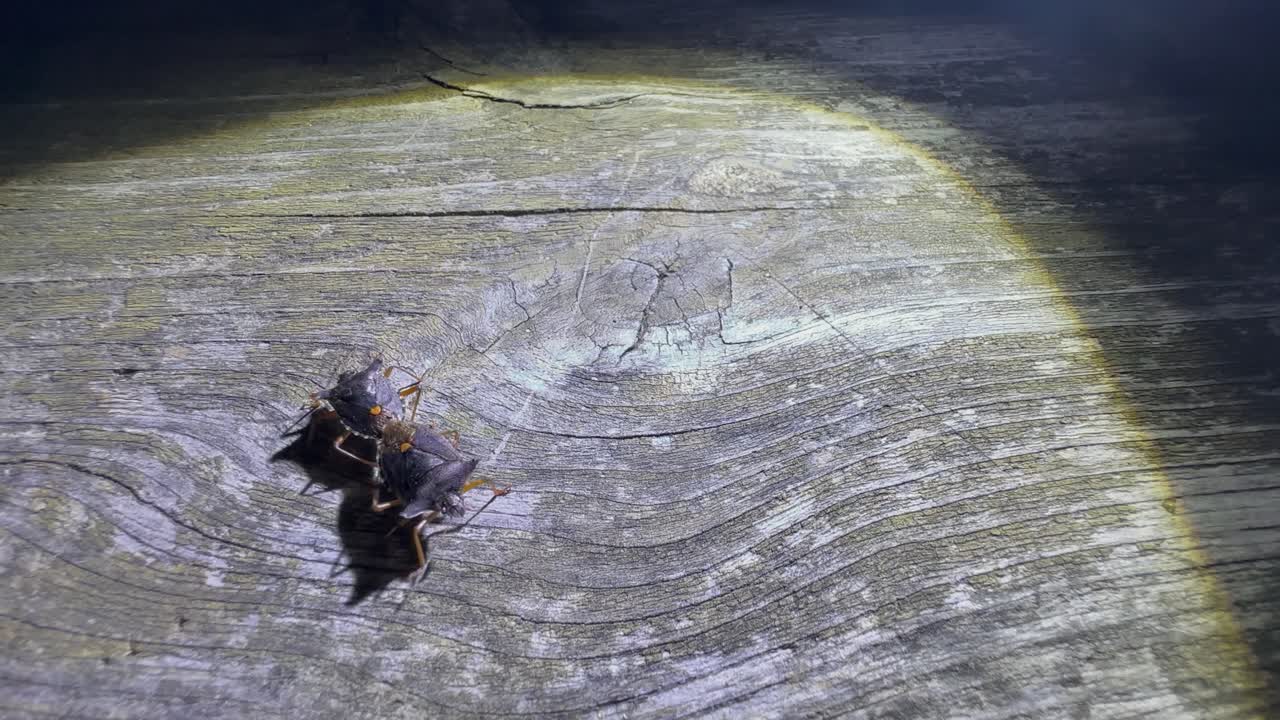 짓기 숲 벌레 또는 은 다리 방패벌레 (pentatoma rufipes) 는 밤에 오래된 튼튼한 나무 테이블을 고 있습니다.