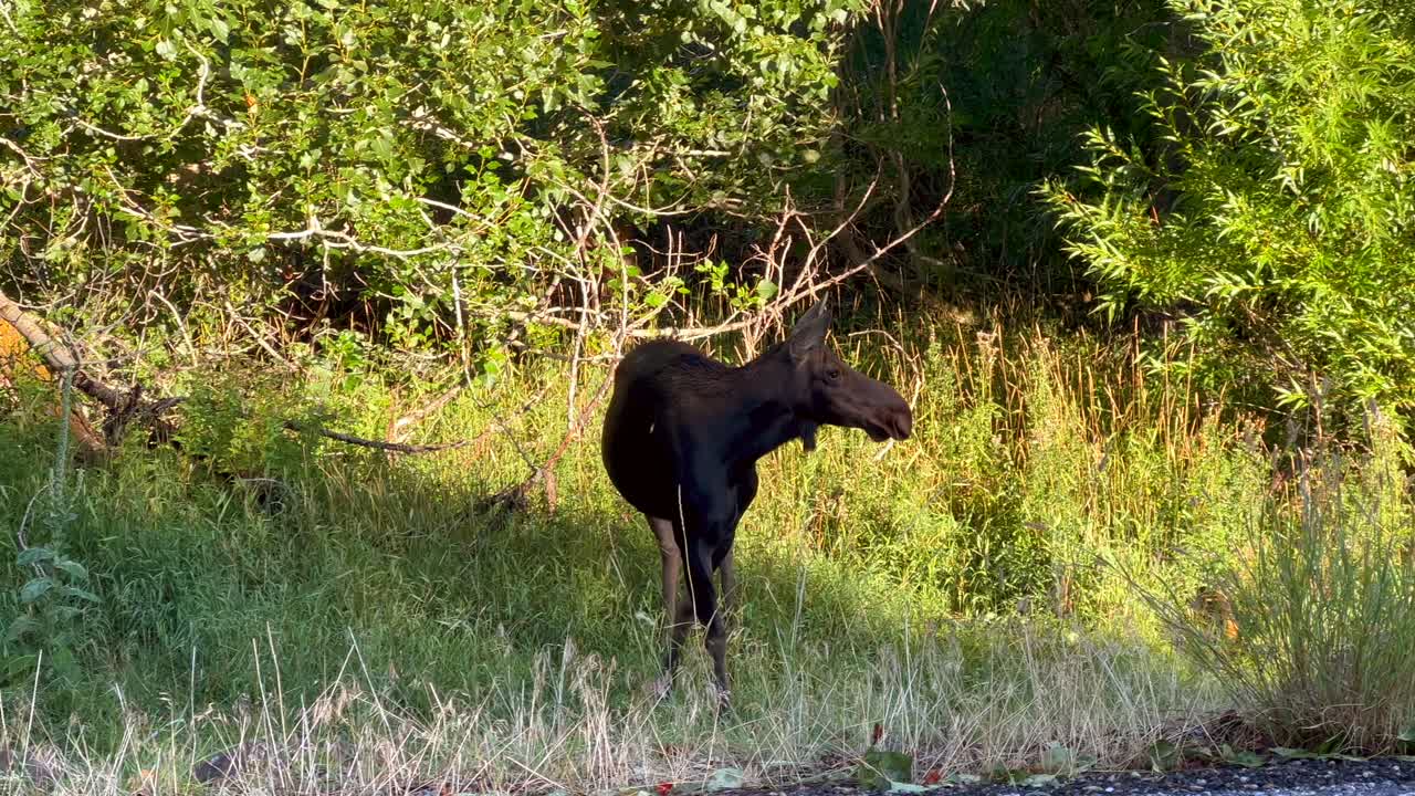 Mom Moose watching cars passs from on the side of the road in Island Park, Idaho, USA