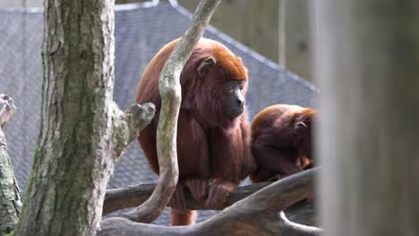 Monos-Aulladores-Rojos,-Alouatta-Seniculus,-Aulladores-Rojos-Venezolanos-O-Colombianos-Entre-Las-Ramas-De-Los-árboles,-Apehnheul,-Apeldoorn,-Países-Bajos