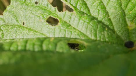 caterpillar upright on leaf, full body visible from side in sharp lighting